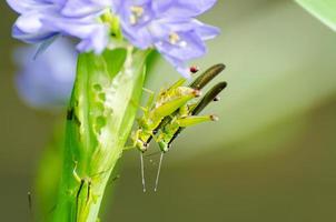 Mating Locust Oxya japonica photo