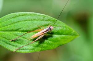 Brown Cricket on the leaf photo