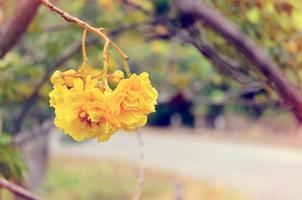 Vintage yellow flowers of Cochlospermum Regium photo