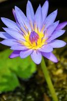 Purple Lotus flower, Nymphaea Nouchali photo