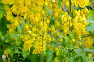 purga de flores de cassia o ratchaphruek cassis fístula foto