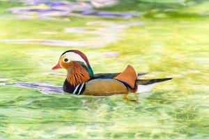 Male Mandarin Duck photo