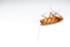 Soft blur cockroach dead on white background photo