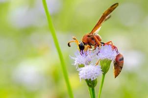 Potter Wasp - Eumenes latreilli photo