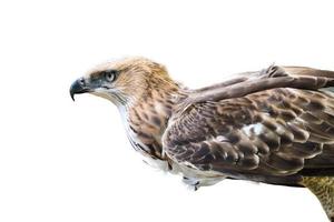 Changeable Hawk Eagle isolated on white photo