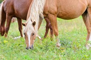 Brown horse mares. photo