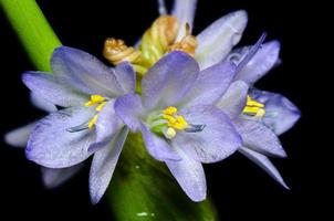 Purple flowers of Monochoria hastata Solms photo