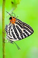 Club Silverline or Spindasis syama terana butterfly photo