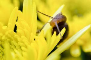 cerrar caracol en flores de crisantemo amarillo foto