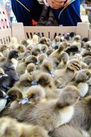 Seller and many ducklings for sale photo