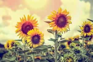 Vintage style of the Sunflower photo