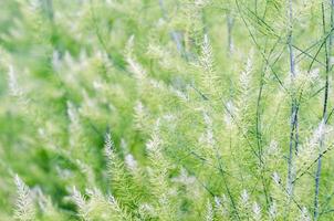 Background small green leaves photo