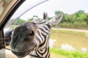 Zebra in the tourists car photo