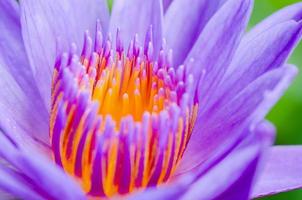 Macro pollen of purple lotus Nymphaea Nouchali photo