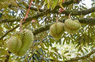 durian en el árbol rey de las frutas en tailandia foto