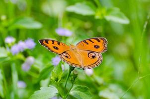 Peacock pansy butterfly photo