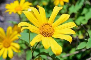 Mexican Sunflower Weed, Flowers are bright yellow photo