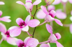 los híbridos de orquídeas dendrobium son rayas blancas y rosas foto