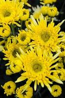 Cerrar flores de crisantemo amarillo foto