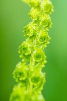 Close up fern leaf photo