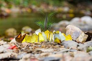 gran grupo de mariposas alimentándose en el suelo. foto