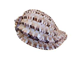 Shell of Articulate Harp or Harpa Articularis photo