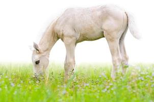 potro de caballo en hierba aislado en blanco foto