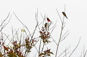 pájaros minivet escarlata, los machos son rojos, las hembras y los polluelos serán amarillos foto