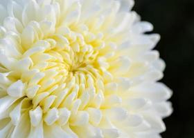 cerrar flor de crisantemo blanco morifolium foto