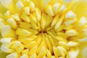 Close up middle of light yellow Chrysanthemum Morifolium flowers photo