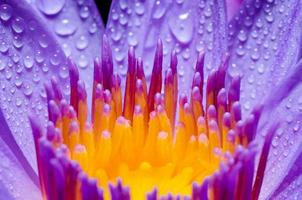 carpelo amarillo macro de flor de loto púrpura foto
