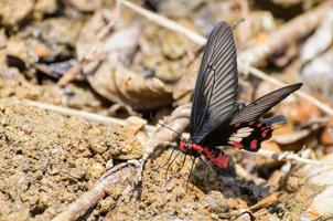 Rose Swallowtail butterfly with red and black eating salt licks photo