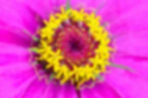 Blur background yellow carpel on pink petals photo