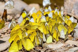 gran grupo de mariposas alimentándose en el suelo. foto