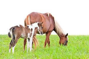 Brown mare and foal isolated on white photo
