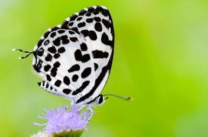 Cerrar pequeña mariposa blanca pierrot común foto