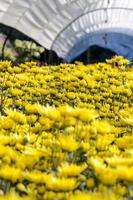 Inside greenhouse of yellow Chrysanthemum flowers farms photo