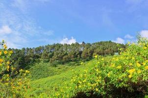 Scenic nature Doi Mae Uko mountain photo