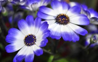 swan river daisy o compositae también conocidas como delicadas flores azules, pericallis azul en maceta foto