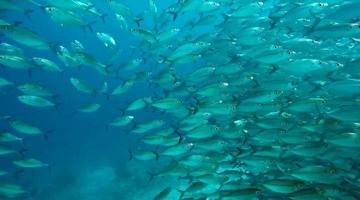 grupo de peces o escuela de peces en el océano nadando en grupo sobre fondo azul foto