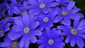 Swan River daisy or Compositae also known as Dainty blue flowers, Potted blue Pericallis photo