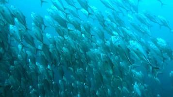 group of fish or school of fish at the ocean swimming in group on blue background photo