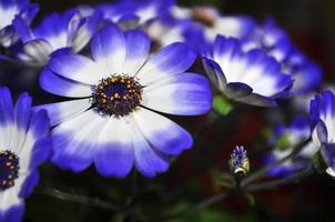 swan river daisy o compositae también conocidas como delicadas flores azules, pericallis azul en maceta foto