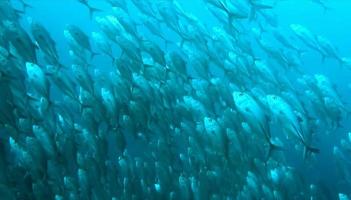 grupo de peces o escuela de peces en el océano nadando en grupo sobre fondo azul foto