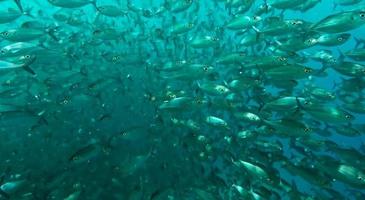 grupo de peces o escuela de peces en el océano nadando en grupo sobre fondo azul foto