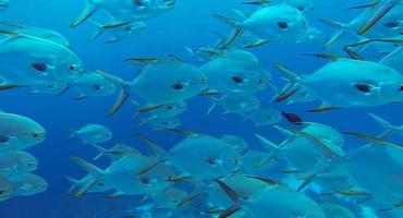 grupo de peces o escuela de peces en el océano nadando en grupo sobre fondo azul foto