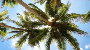 playa paraíso tropical con arena blanca y palmeras turismo panorámico foto