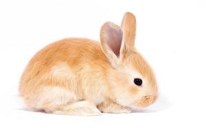 Head of a ginger rabbit on a white background. Decorative hare. Easter concept. photo