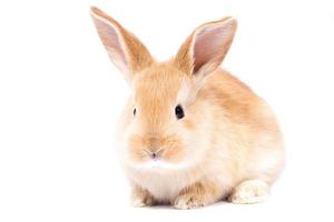 Head of a ginger rabbit on a white background. Decorative hare. Easter concept. photo