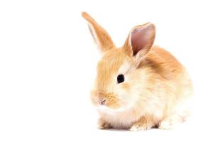 Head of a ginger rabbit on a white background. Decorative hare. Easter concept. photo